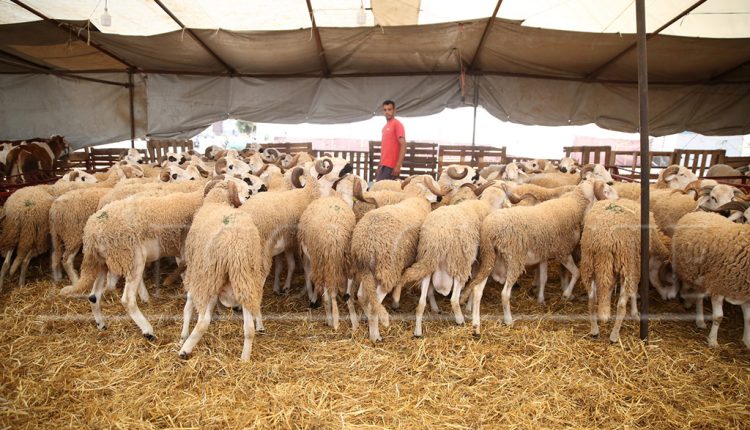 moutons_