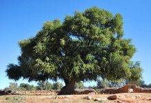 صورة المغرب_  الامم المتحدة … الاحتفاء بالذكرى الثانية لليوم العالمي لشجرة الاركان